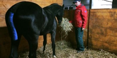 Veterinarul specializat pe cai: le ofera tratamente diversificate, de la acupunctura la inseminari artificiale