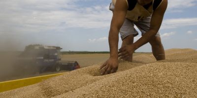 Romania, al saselea cel mai mare producator de cereale din UE